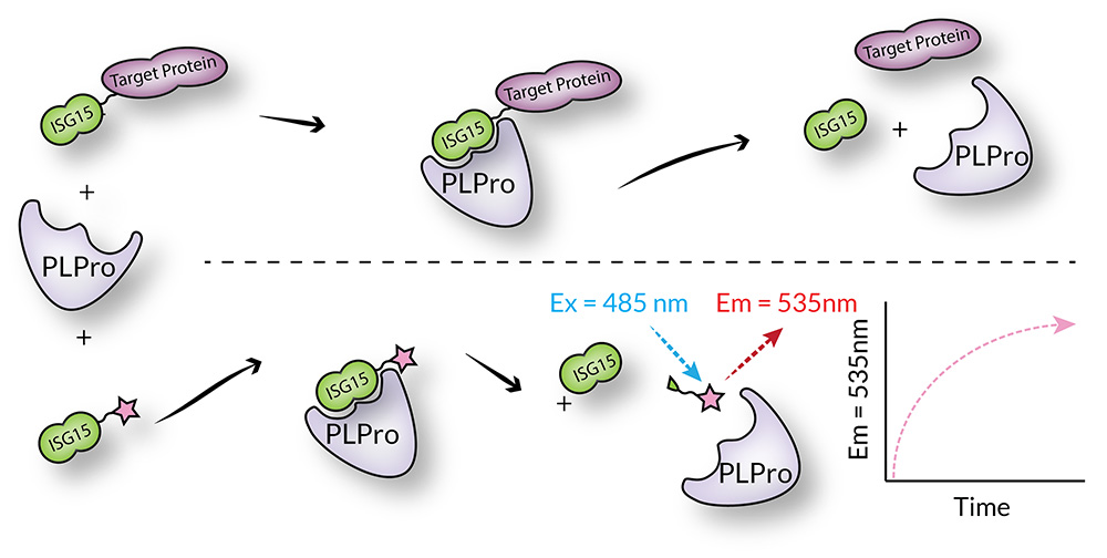 PLPro; human recombinant